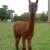 Unsere Tiere - AOS Colombina 419